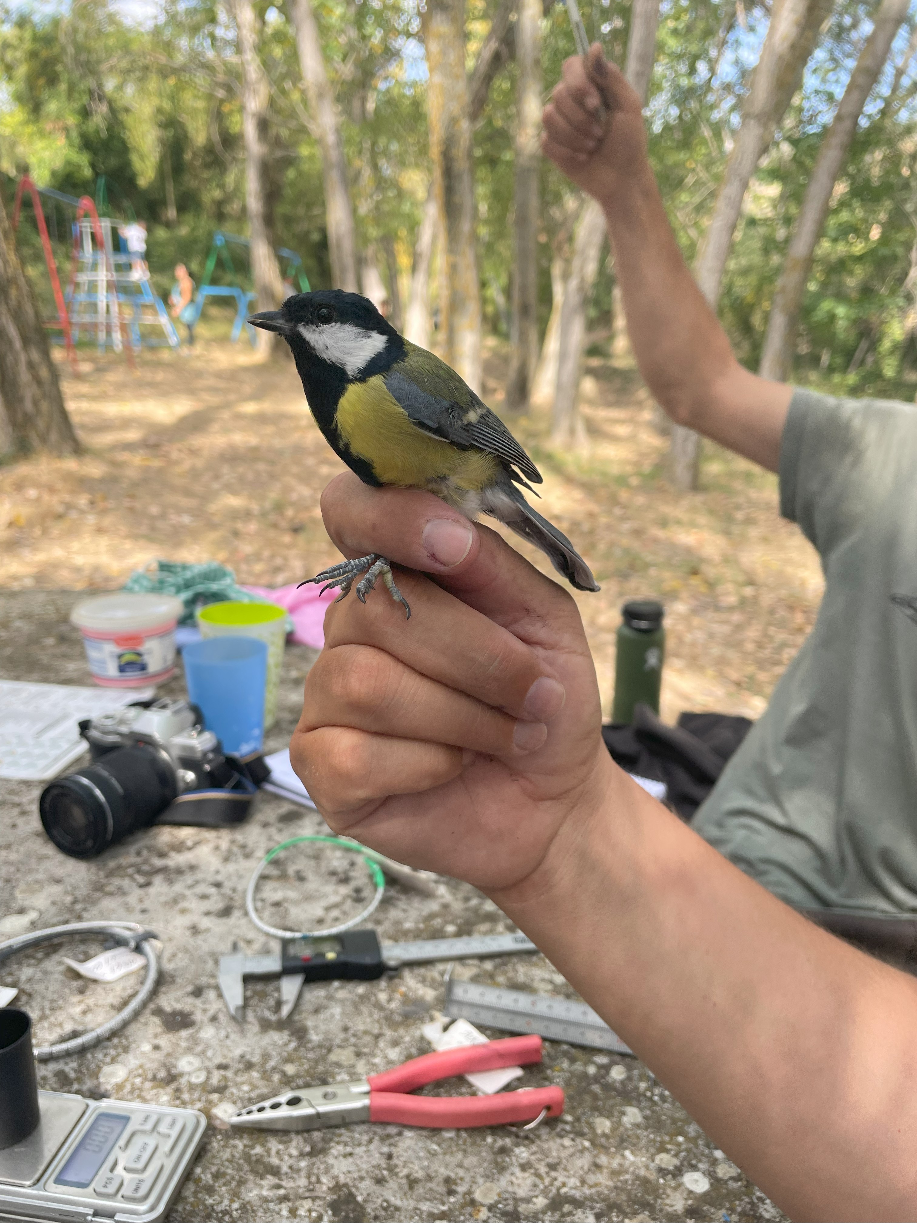 El cole de Dicastillo descubre el anillamiento de aves